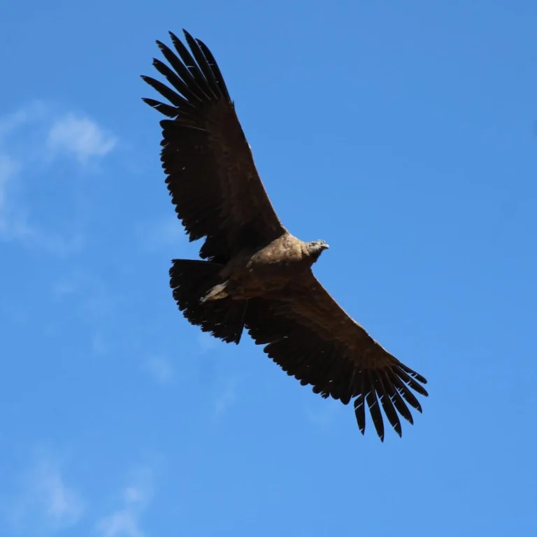 Things to Do in Cusco: Top Experiences for First-Time Visitors